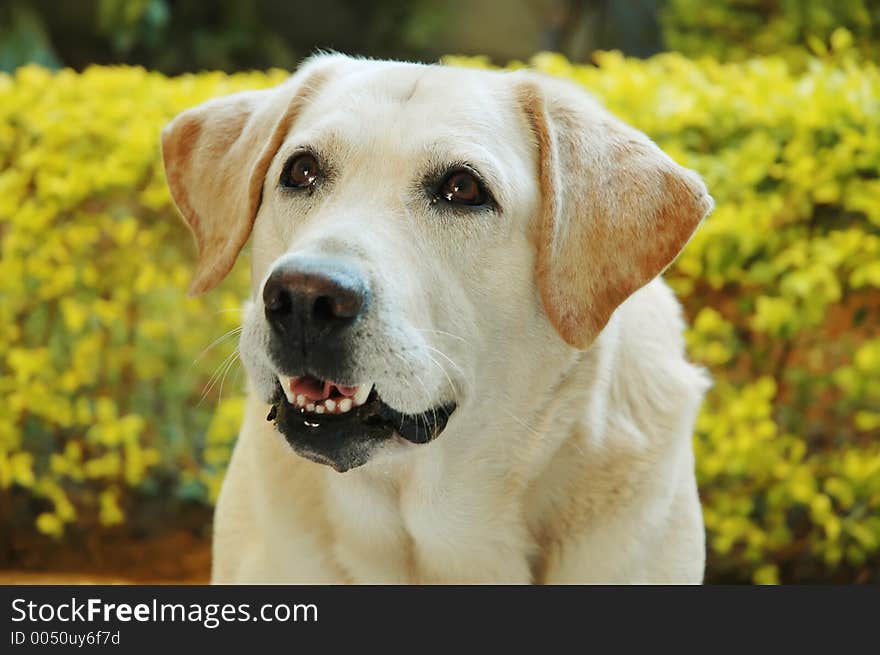 Colorful Labrador with plants in the background looking up.