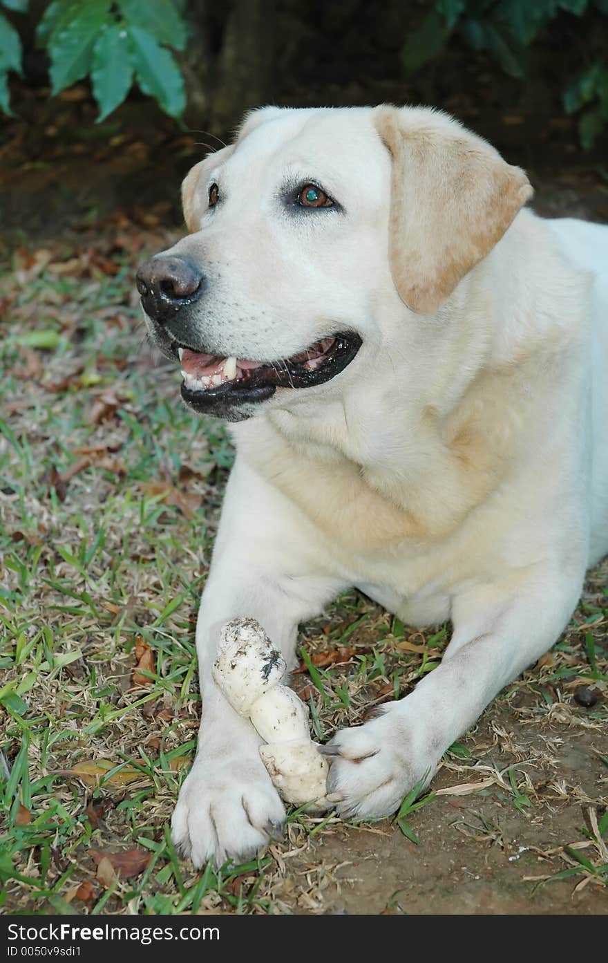 Smart Labrador protecting his bone. Lying in the grass. Looking up to nowhere.