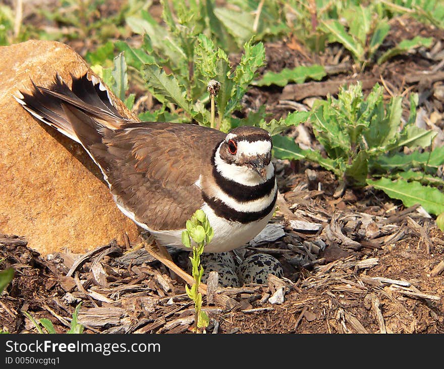 Protecting The Nest