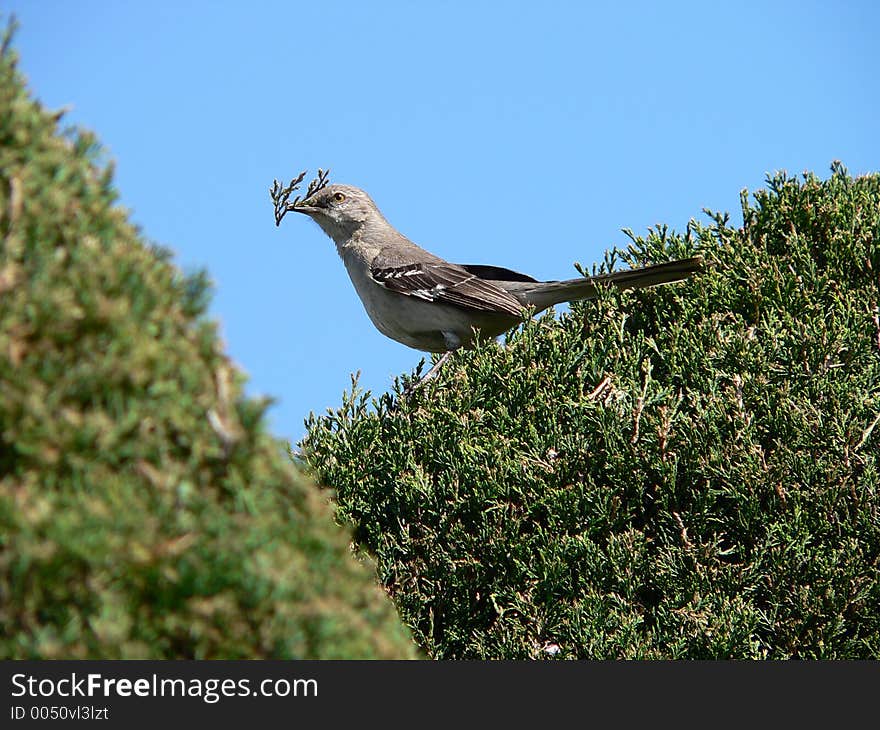 Mocking Bird with Twig. Mocking Bird with Twig