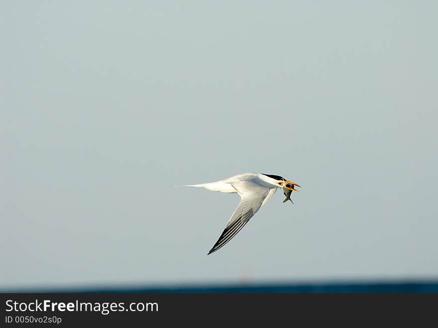 Tern with fish. Tern with fish