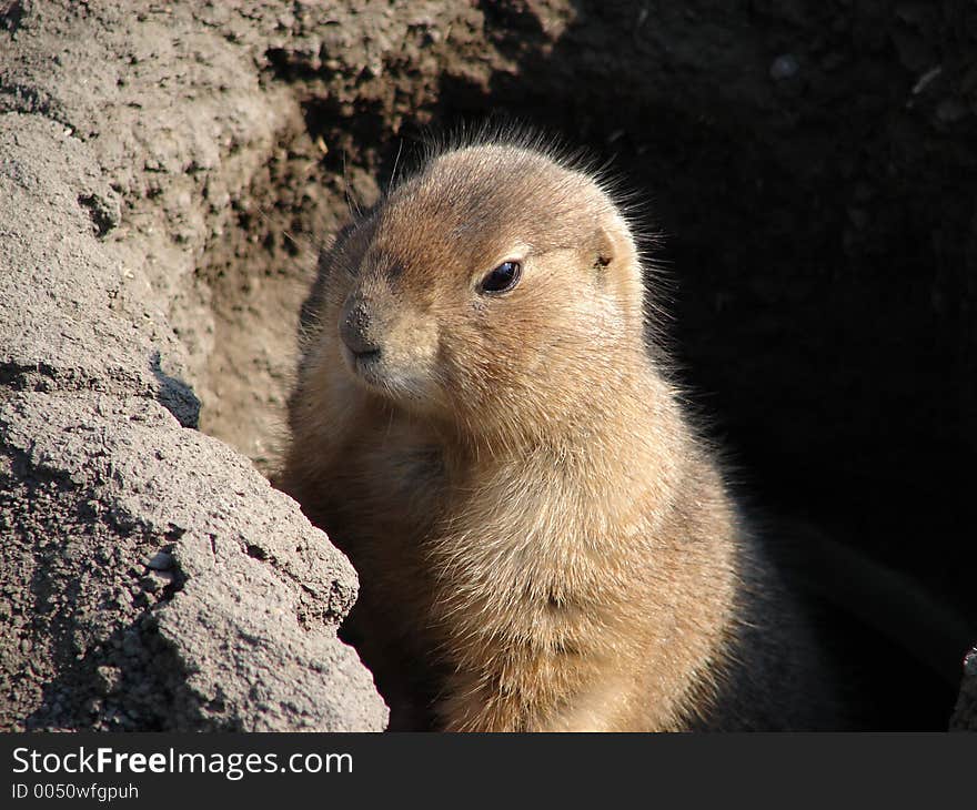 Prairie dog