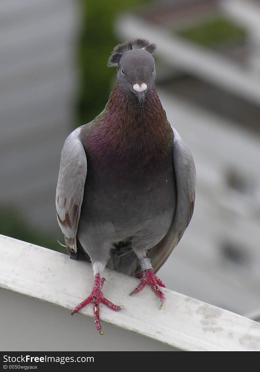 Helmet pigeon. Perfect look. Helmet pigeon. Perfect look