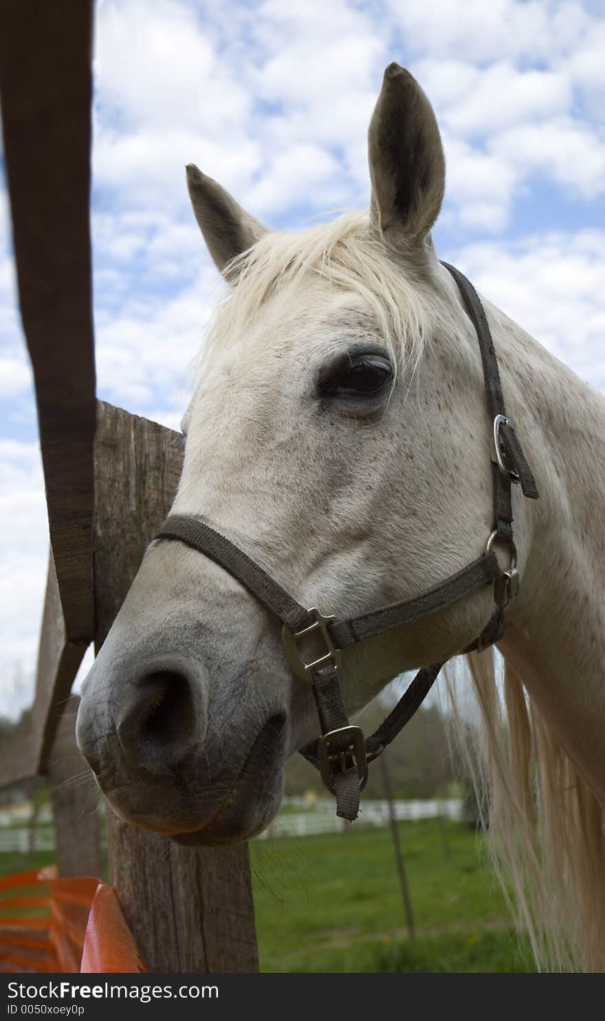 Arabian mare stands by fence in rural pasture. Arabian mare stands by fence in rural pasture