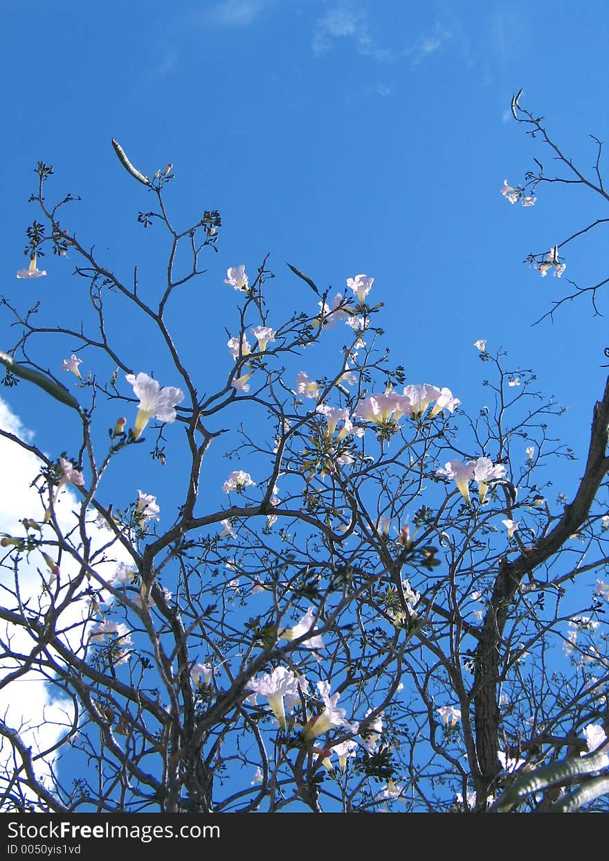 Flower Tree