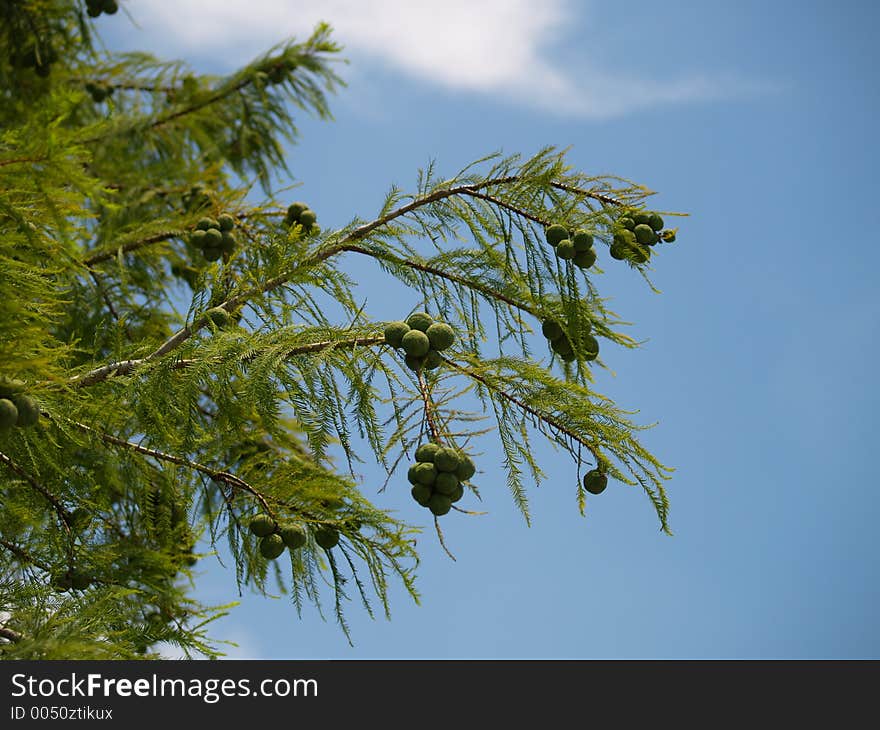 Young pine cones. Young pine cones.