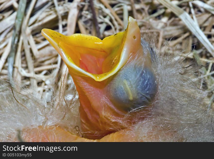 Baby robin Chick