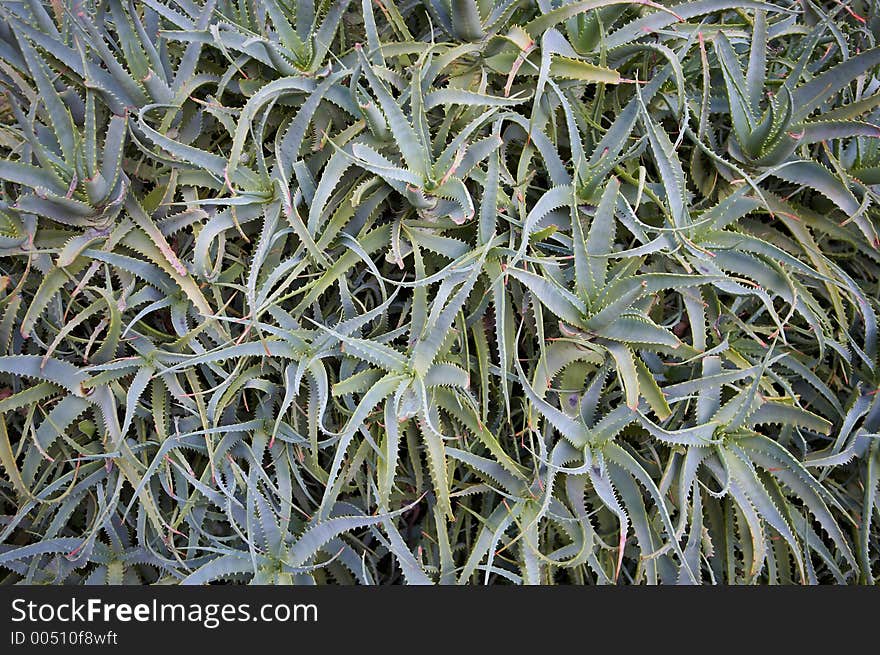 Aloe Vera plant seen in Perth, Western Australia