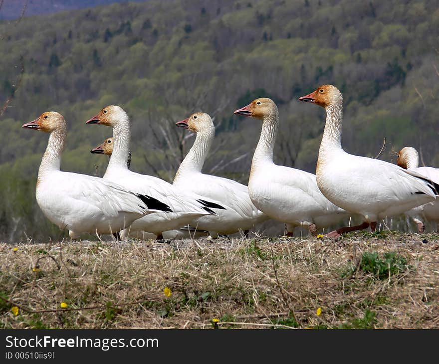 Greater Snow Geese