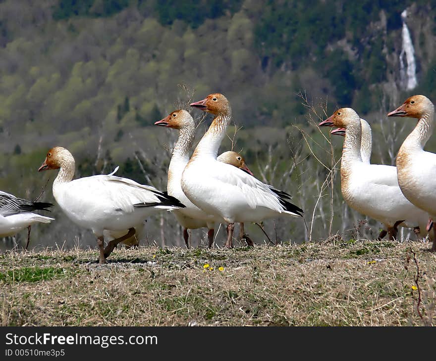 Snow Geese