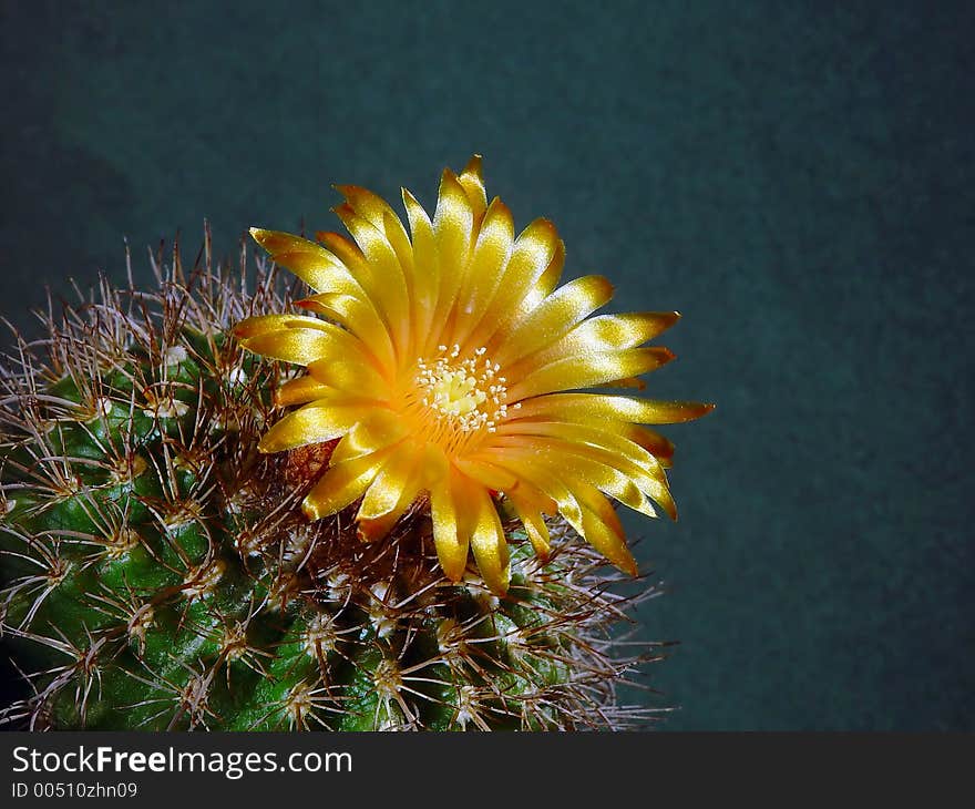 A plant from a private collection. A plant from a private collection.