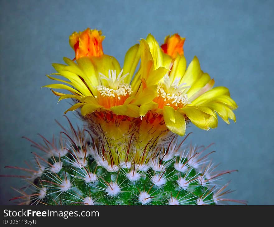 A plant from a private collection. A plant from a private collection.