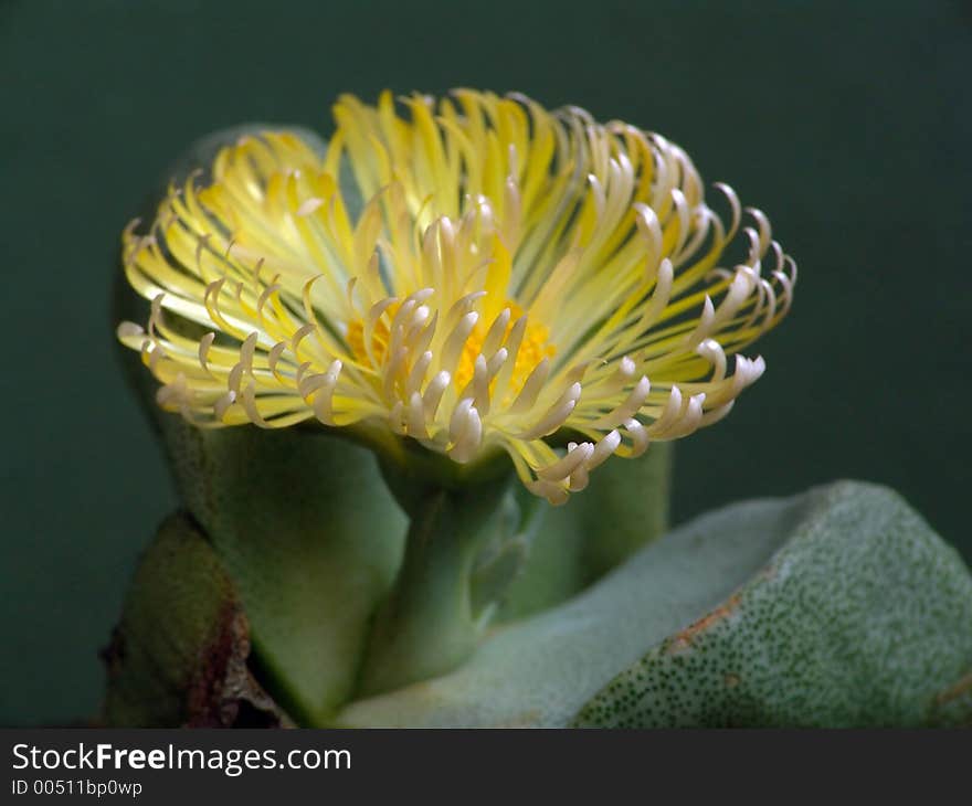 A plant from a private collection. A plant from a private collection.