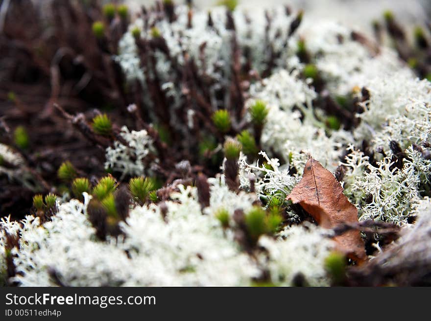 Dead leaf in moss.