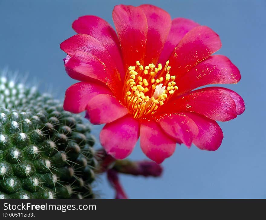 Blossoming Cactus Rebutia Kariusiana.