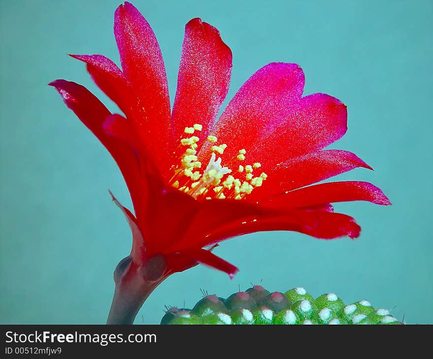 Blossoming Cactus Rebutia Kariusiana.