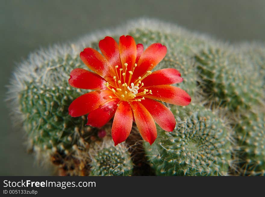 Blossoming Cactus Rebutia Mansoneri.