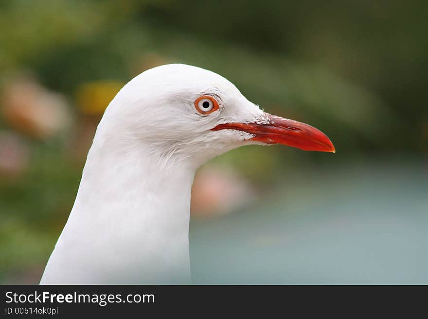 SILVER GULL HEAD