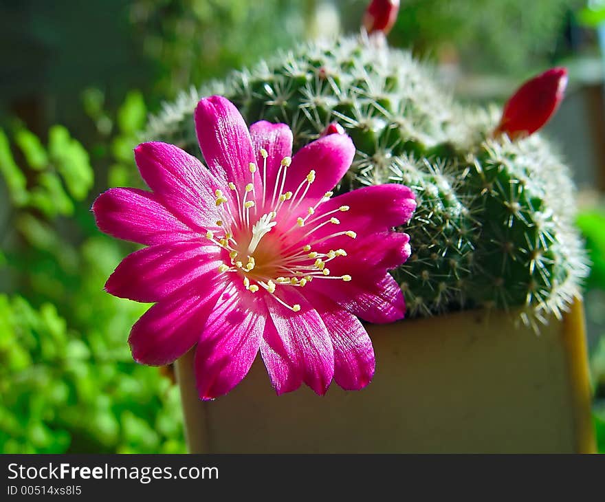 A plant from a private collection. A plant from a private collection.