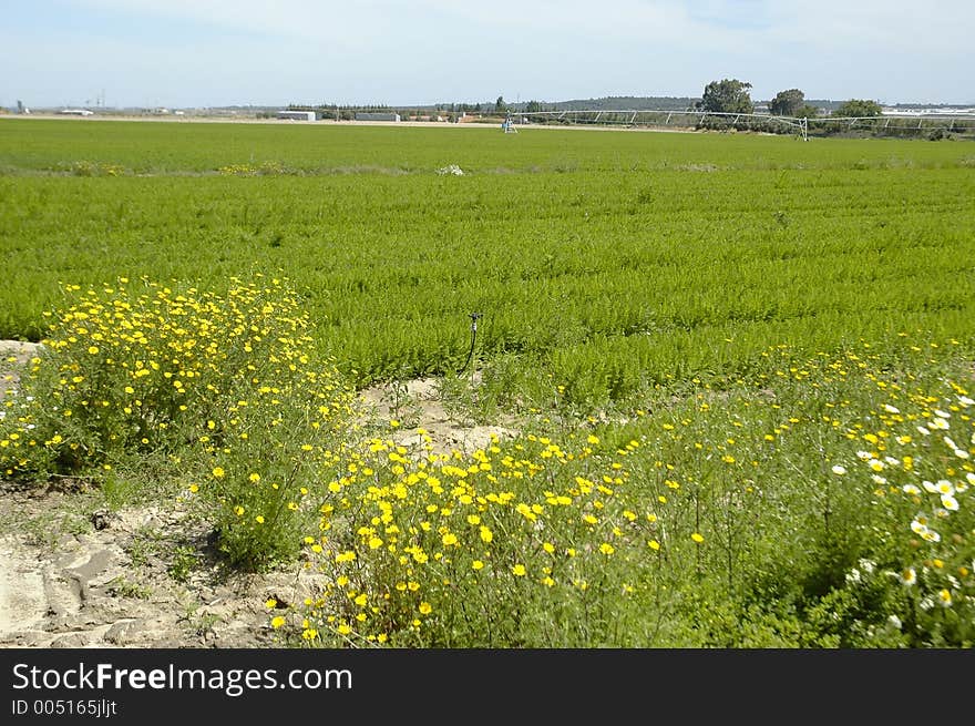 Farm plantation south of Alcochete, Portugal,E.U. Farm plantation south of Alcochete, Portugal,E.U.