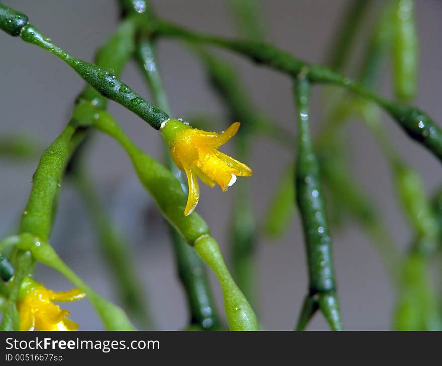 A plant from a private collection. A plant from a private collection.