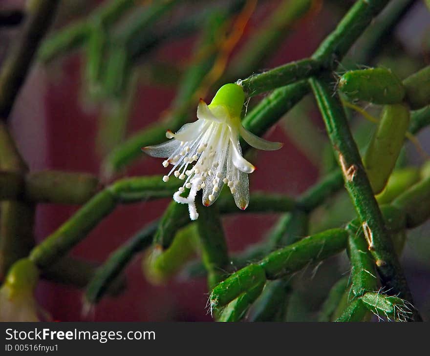 A plant from a private collection. A plant from a private collection.