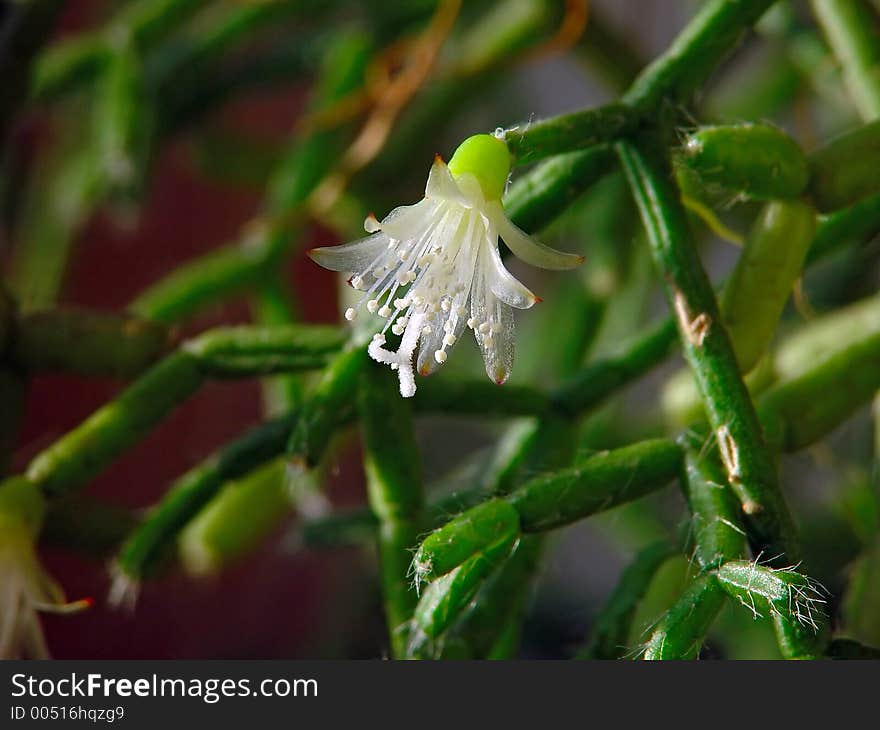 A plant from a private collection. A plant from a private collection.