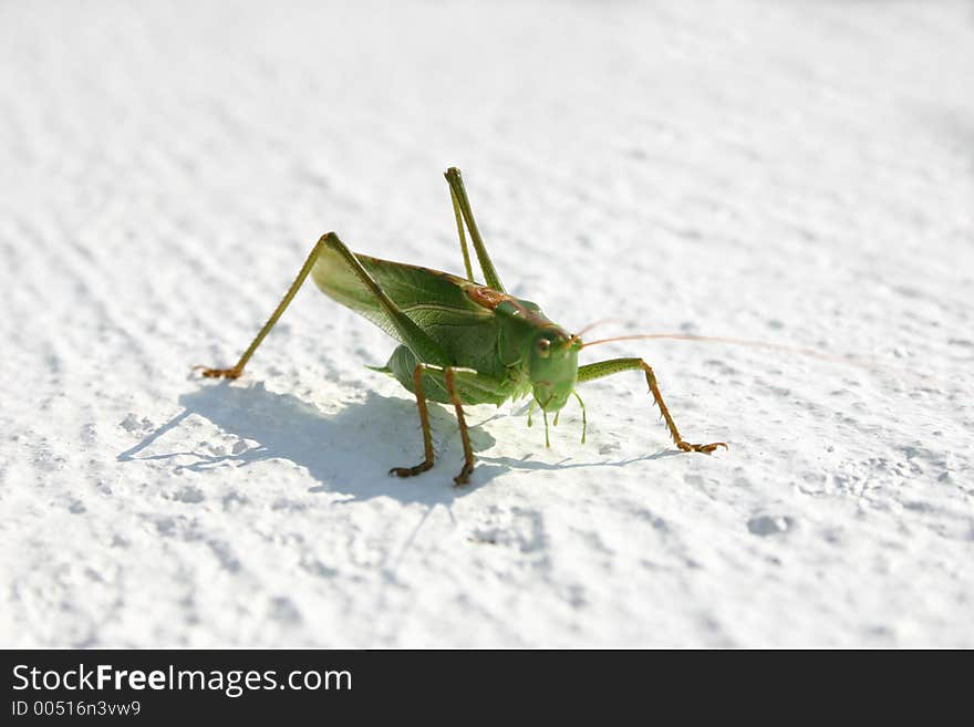 Grasshopper