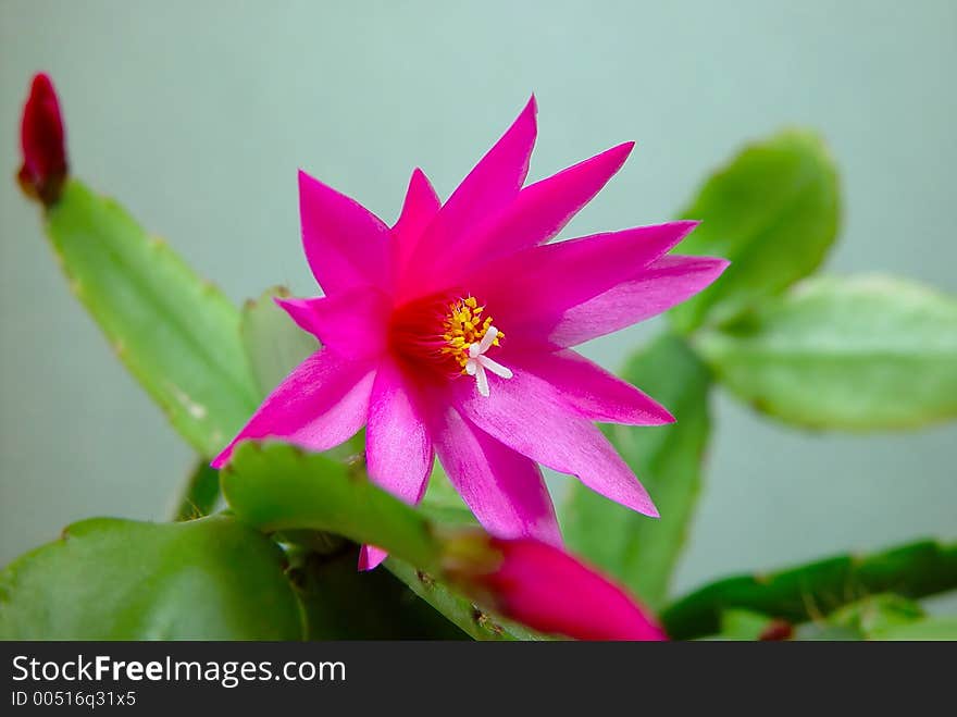 Blossoming Cactus Schlumbergera.