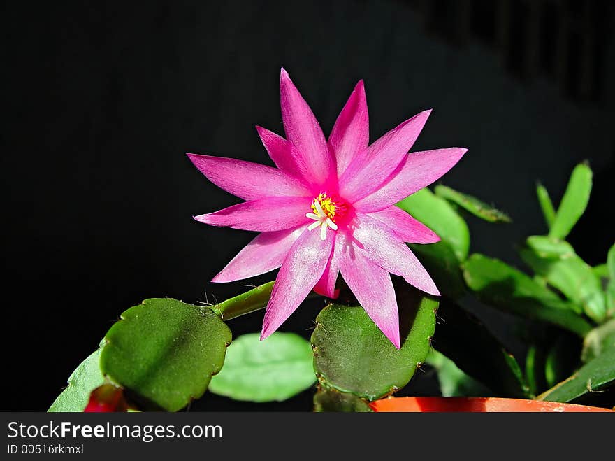 Blossoming Cactus Schlumbergera.