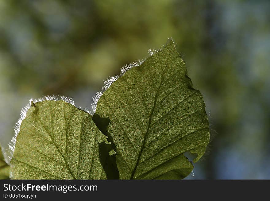 Hairy Leaf