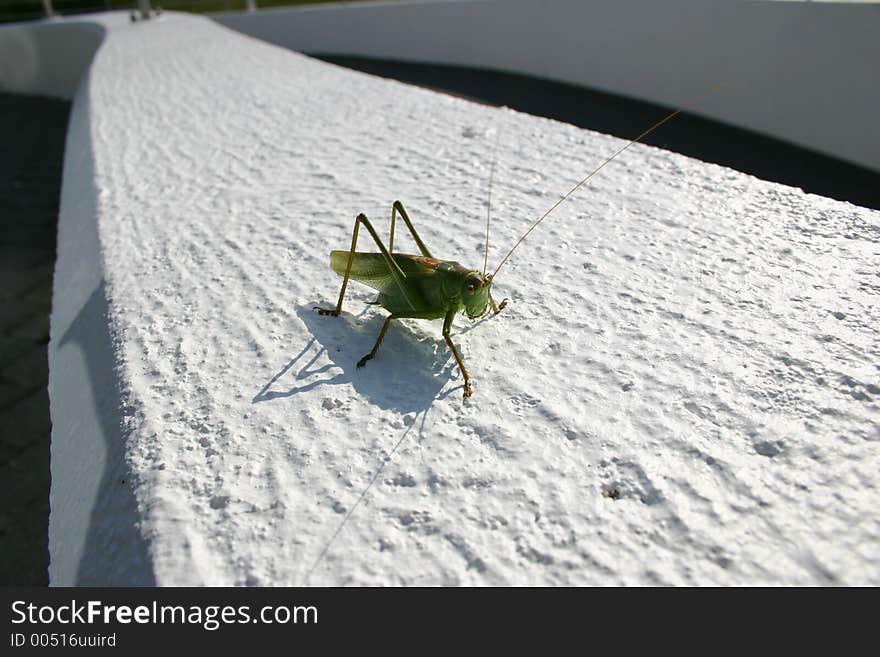 Grasshopper