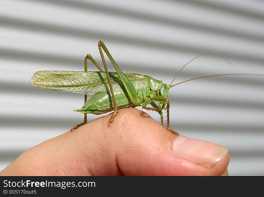 Grasshopper