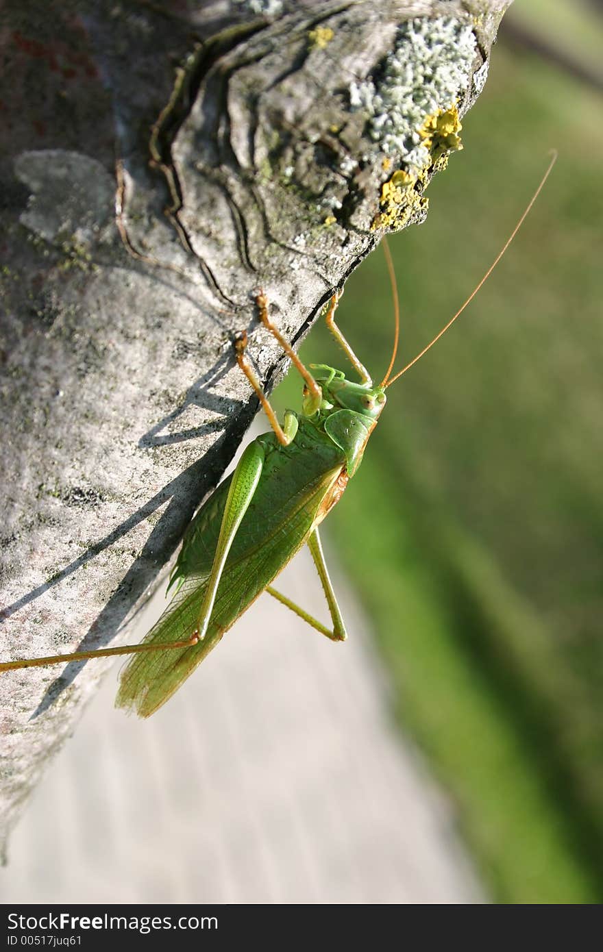 Grasshopper