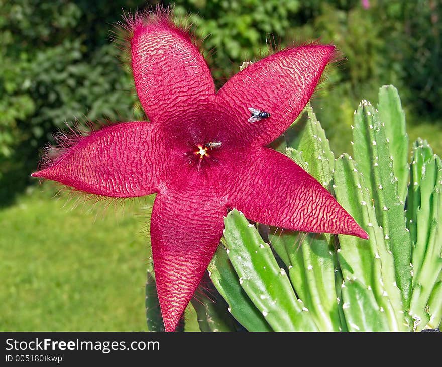 Blossoming Stapelia Asterias.