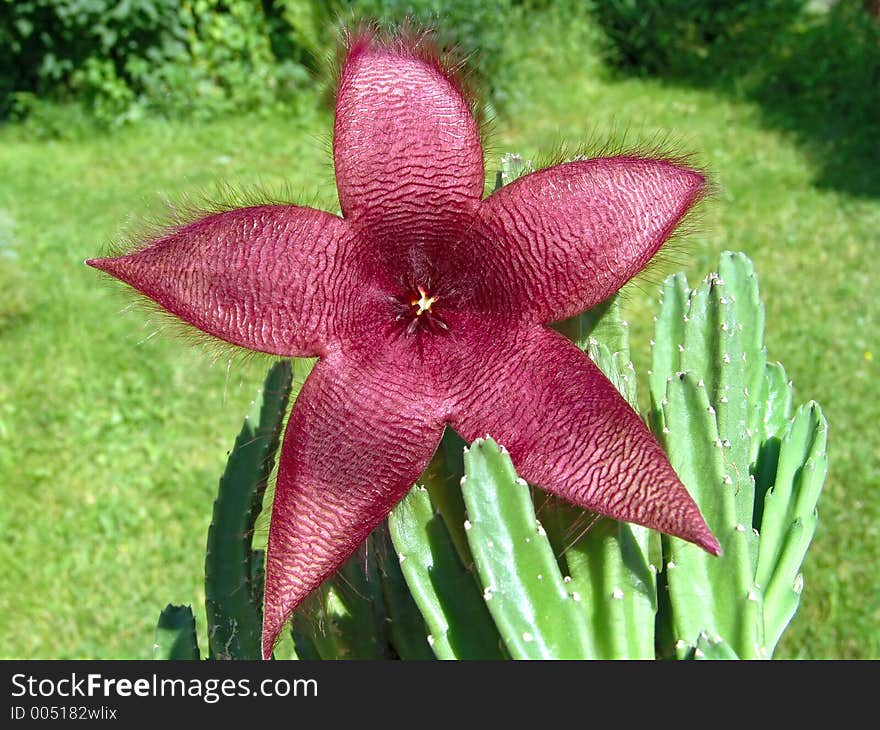 Blossoming Stapelia Asterias.