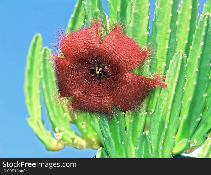 Blossoming Stapelia Asterias.