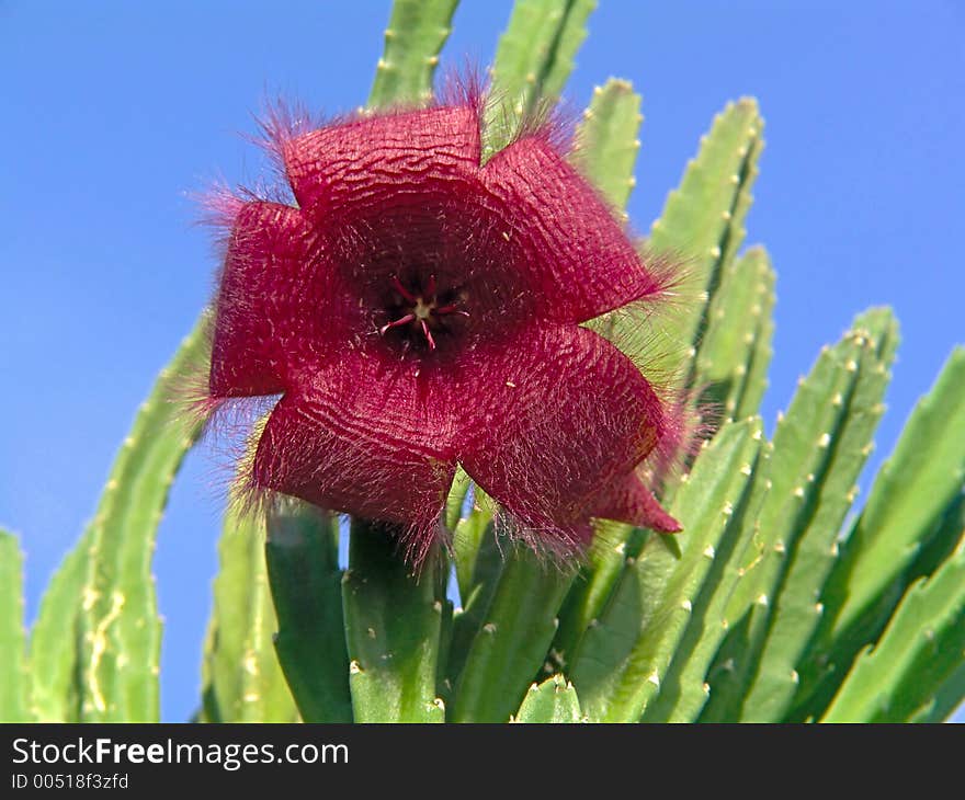 Blossoming Stapelia Asterias.