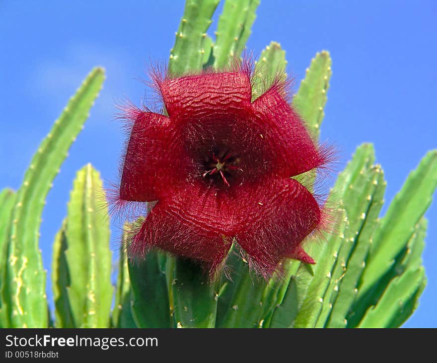 Blossoming Stapelia asterias.