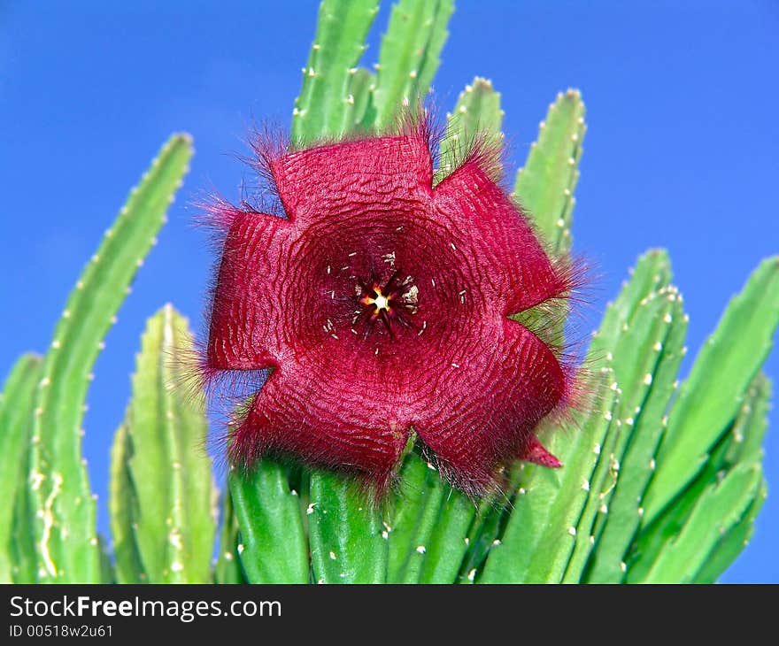 Blossoming Stapelia Asterias.