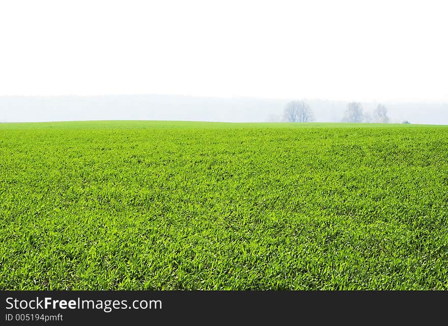 Field in fog