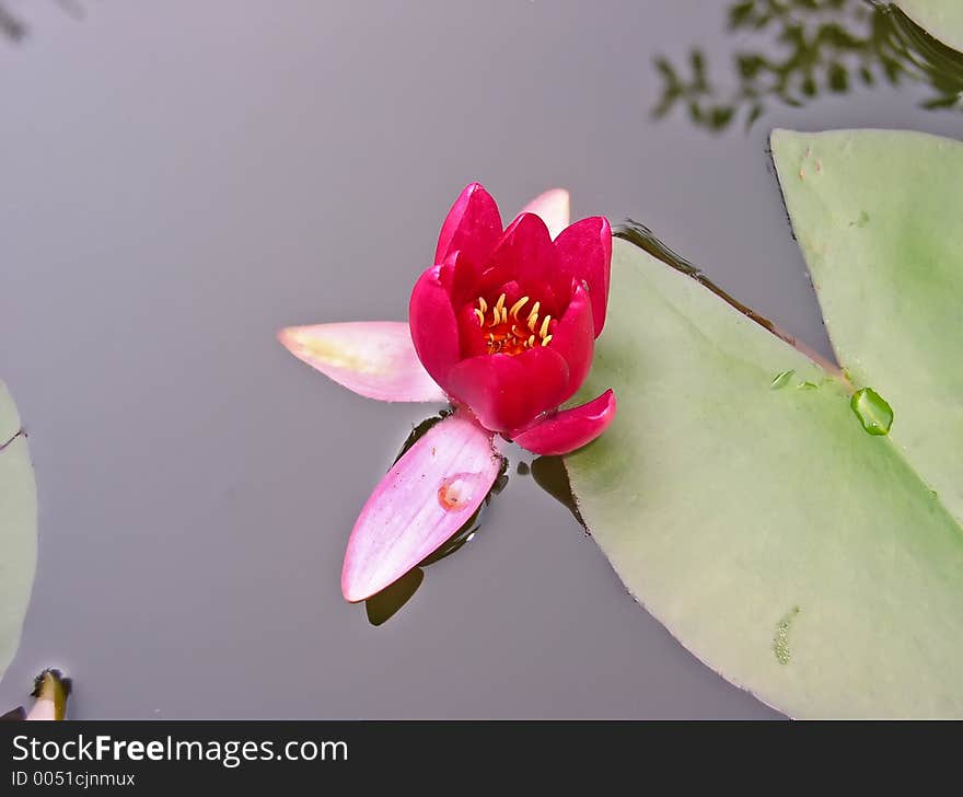 Water lily - flowers and leaves