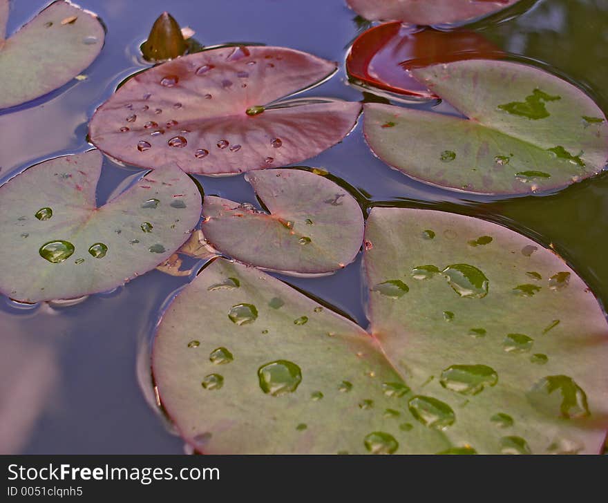 Water lily - leaves