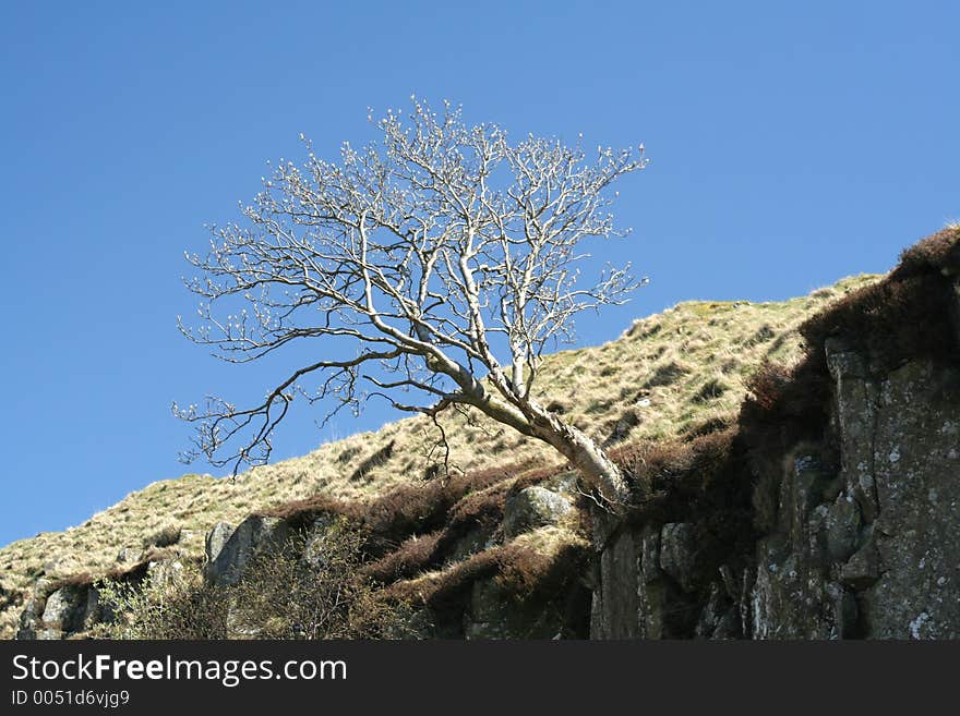 Tree choses it home on a crag edge. Tree choses it home on a crag edge