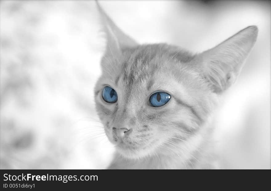 Kitten with blue eyes staring ahead, framed against a blurry background. Monochrome, black and white. Kitten with blue eyes staring ahead, framed against a blurry background. Monochrome, black and white.