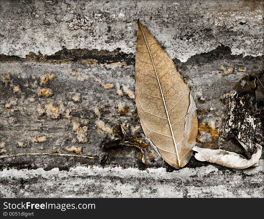 Brown leaf resting at the bottom of a drain along with other detritus. Brown leaf resting at the bottom of a drain along with other detritus.