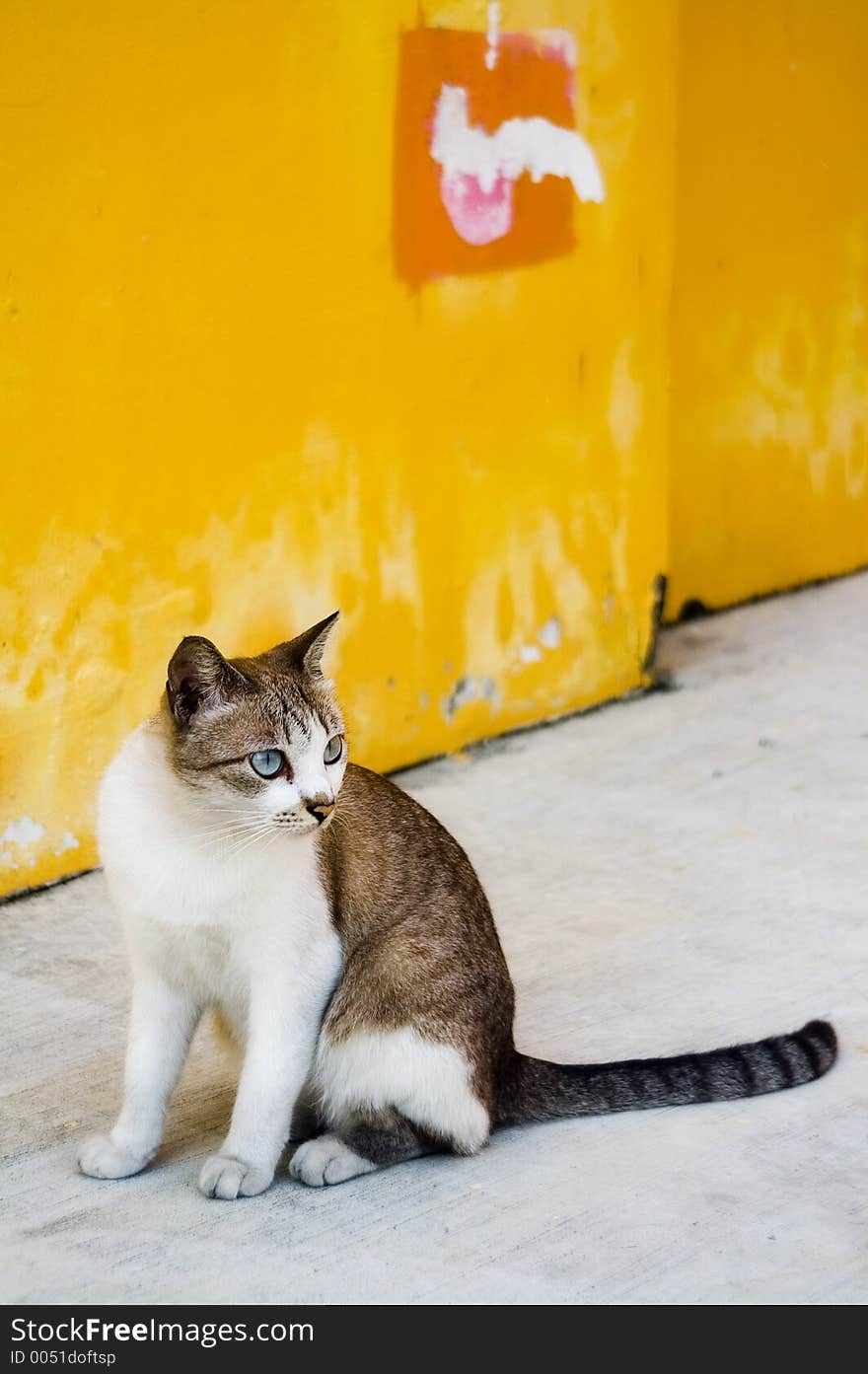 Cat looking at bird that just landed. Cat looking at bird that just landed.