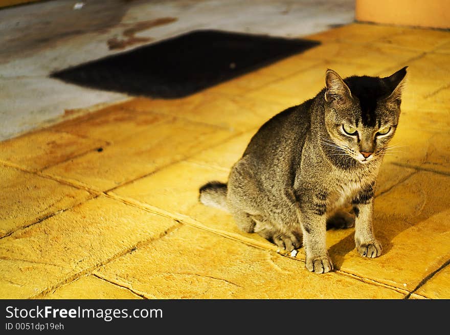 Cat staring on yellow floor. Cat staring on yellow floor