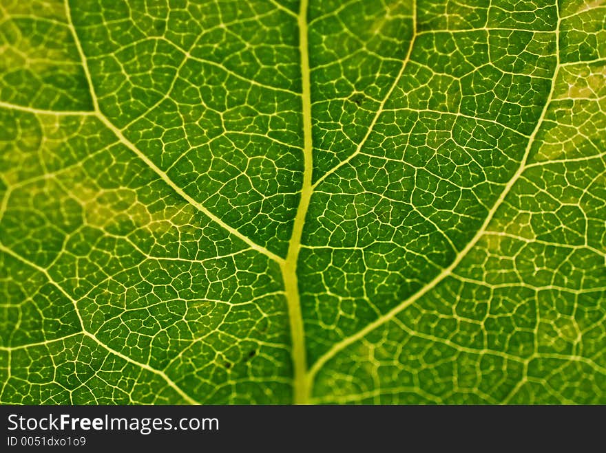 Abstract background - leaf macro. Abstract background - leaf macro