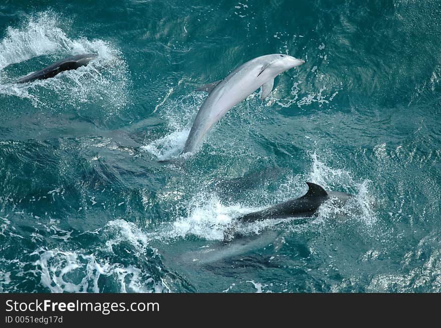 Wild Dolphins